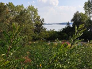 Blick auf den Muldestausee vom Campingplatz Heide-Camp. Der Blickwinkel ist erhöht und man schaut zwischen Bäumen und weiterem Grün auf den Muldestausse mit der Brücke zur Halbinsel Pouch und Goitzschesee.