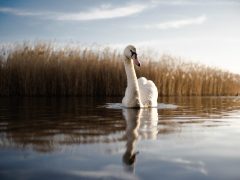 Schwan auf See im Hintergrund Schilf